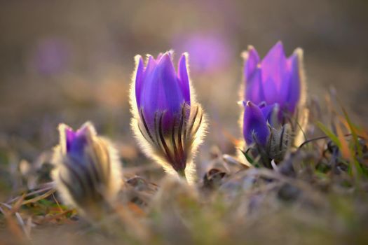 Springtime and spring flower. Beautiful purple little furry pasque-flower. (Pulsatilla grandis) Blooming on spring meadow at the sunset