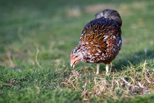 Speckled brown hen pecks food in the village yard on a sunny day