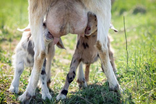 Two little goatlings, suckling goat drinking milk from its mother's teat, it is nursing from its dam. Hungry baby goat kid approaching full udder of mother nanny goat.