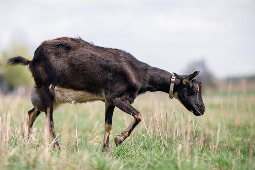 Black goat with big udder  grazing in the meadow and eating grass