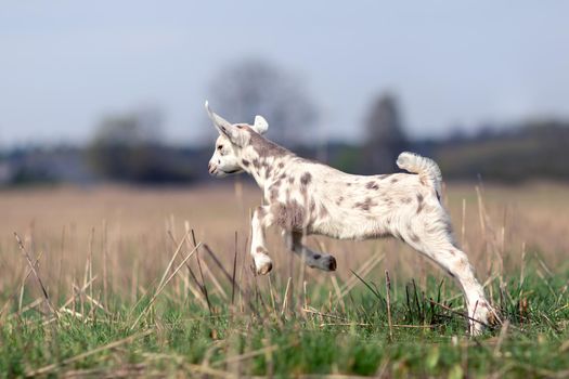 Nice white goatling with brown spots start leap in the meadow