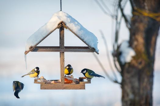 Four tit in the snowy winter bird feeder eating pork fat