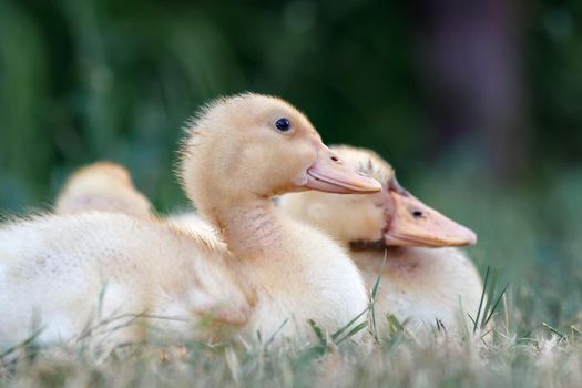 Two nice  ducklings rest on the grass and warmed up in the sun