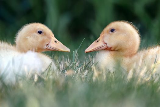Two nice ducklings one against another lie on the grass and warmed up in the sun