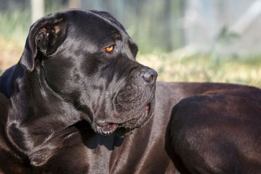 Black cane corso dog lie on the grass and looking closely at the distance