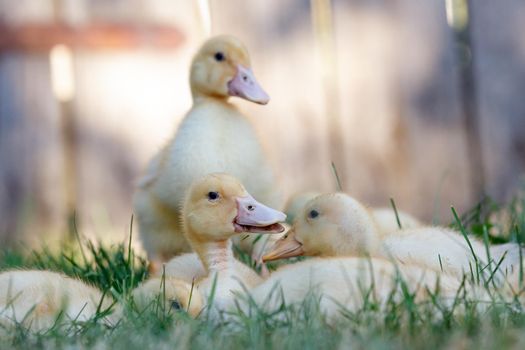 Ducklings rest on the grass and warmed up in the sun