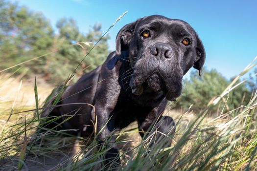Frightened cane, corso dog in the meadow between the bents and high grass in richly blue sky background
