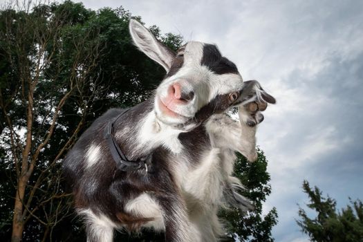 Funny goat raise his leg and rub her ear