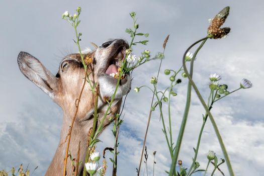 Goat eats grass in the meadow, photo taken from the bottom