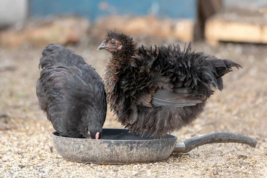 Two bristling black hens standing in a drity pan