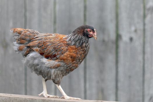 Beautiful chicken proudly walks on the board in the yard