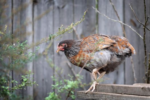 Beautiful hen near the nice plants in the gray background