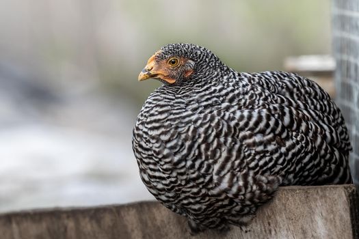 Gray speckled hen squat on the board