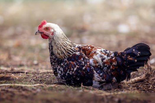 Very beautiful and colorful hen landed in the yard