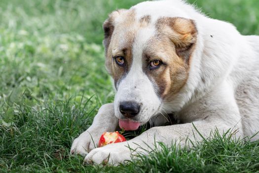 Young Central Asian Shepherd dog laying on the green grass and eats red apple