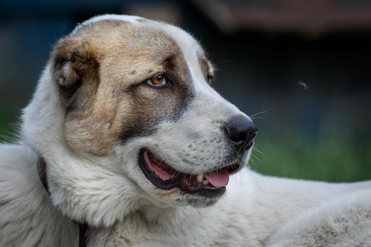 Young Central Asian Shepherd dog looking back