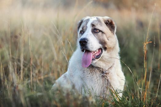 Portrait of a young Central Asian Shepherd dog sitting on a meadow between bents