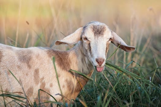 Brown goat eats green grass in the meadow