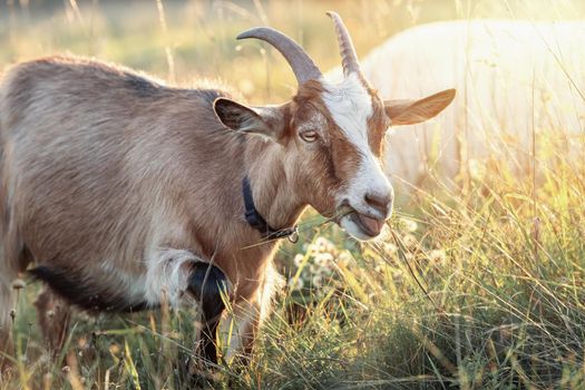 Brown goat with big horns in shining meadow eats grass