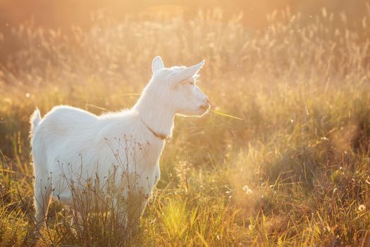 Little goatling are bathing in the sun on a golden meadow at sunset