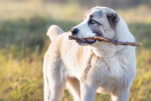 Friendly Central Asian Shepherd dog playing with stick