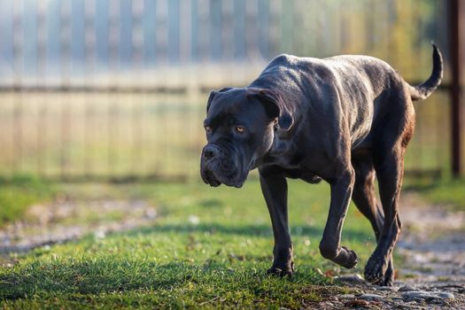 Sad black dog lowering his head and goes home