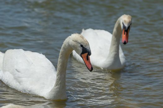 White swans on the water surface of lake Sasyk-Sivash in Yevpatoria. Attraction and beauty of nature of the Crimea.