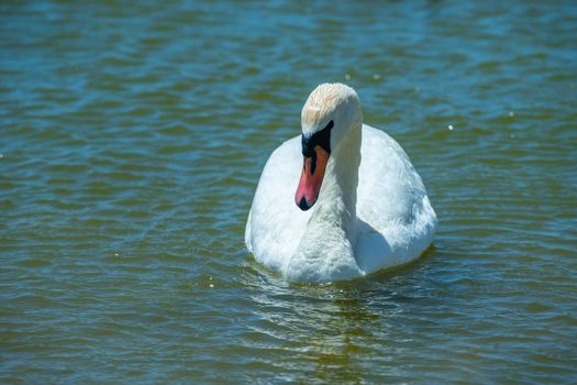 White swans on the water surface of lake Sasyk-Sivash in Yevpatoria. Attraction and beauty of nature of the Crimea.