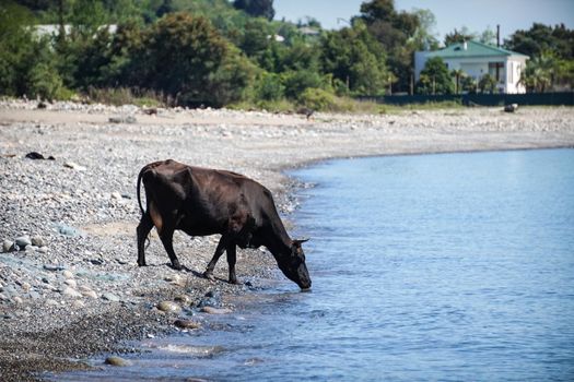 The natural landscape with the brown cow on the pebbly beach, drinking water out of a calm blue sea .