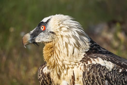 Portrait of a large bird of prey on a green background