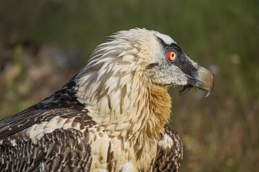 Portrait of a large bird of prey on a green background.