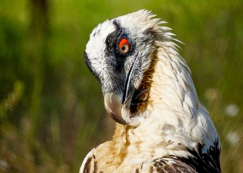 A large bird of prey on a green natural background in Sunny day.