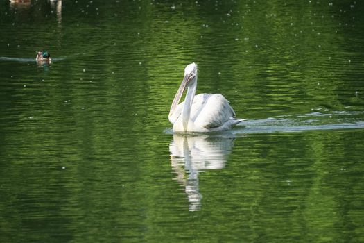 white Pelican floating on the green water surface