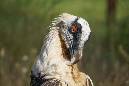 Portrait of a large bird of prey on a natural background