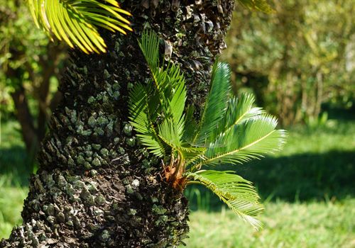 natural background with plants and trees. For design and networking