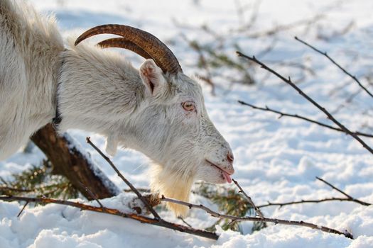 Goat with long horns show your tongue and eat branches