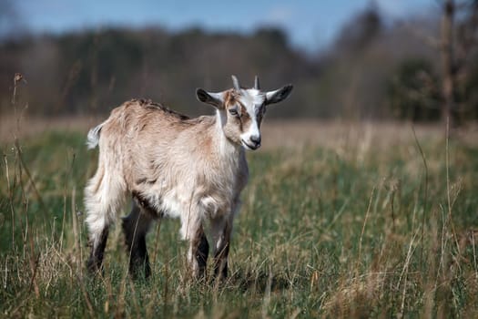 Beautiful brown little goatling grazing in the meadow