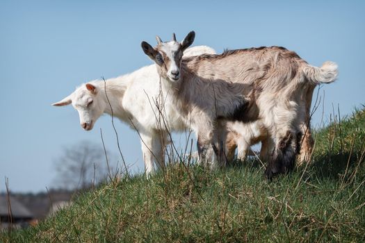 Two white and brown goatlings on the hill in the blue sky background