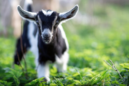 Little lovely young goatling with big ears on the green grass background