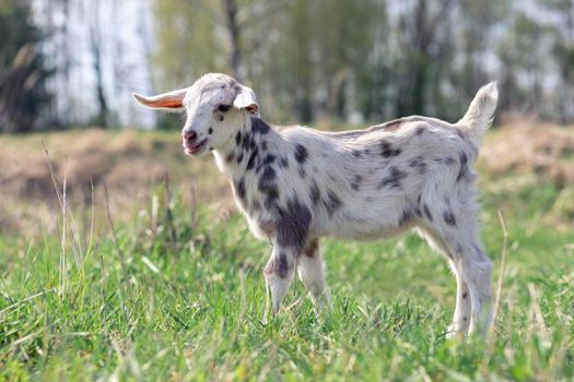 Portrait of spotted little goatling in the meadow, White goat with gray spots