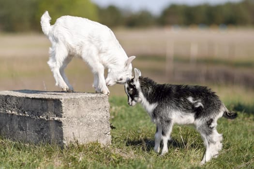 Black and white little goatlings fight for the place on the block