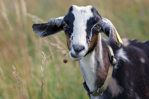 Portrait of  goatling in the meadow with a flower in the mouth