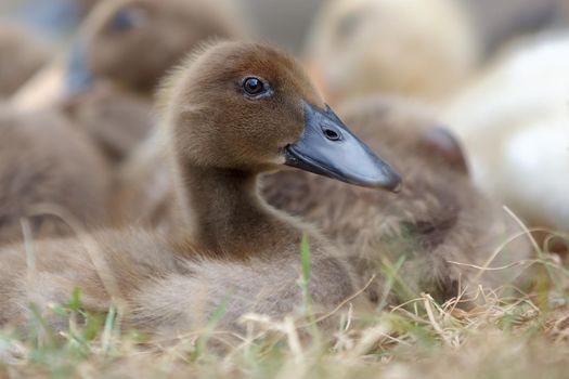 Portrait of nice brown duckling. Birds are raised in the open yard ecology concept