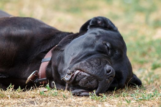 Black cane corso dog lie on the grass and sleep