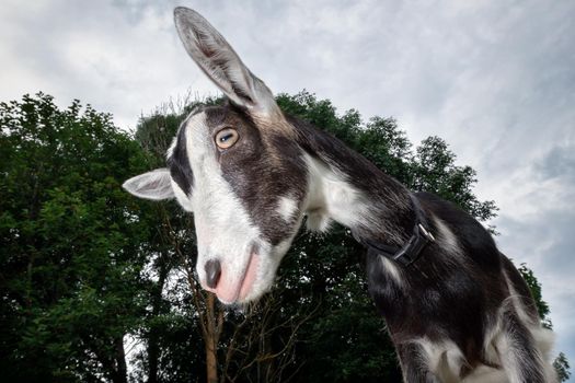 Funny black and white spotted goat with pink nose , and fur earrings , shot with wide-angle lens