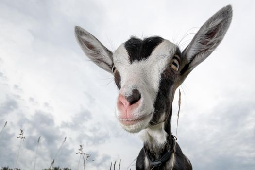 Funny black and white spotted goat with pink nose , and fur earrings , shot with wide-angle lens on the sky background