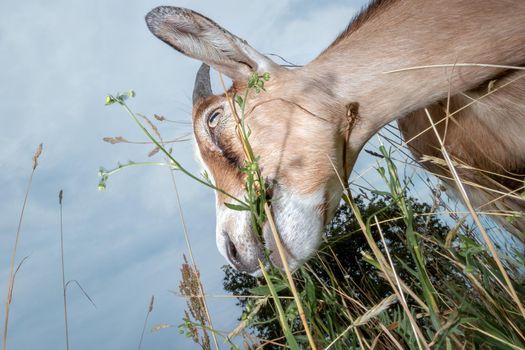 Goat eats grass in the meadow, photo taken from the bottom