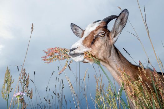 Nice goat in blue sky background, outdoor flowers and bents plants variety