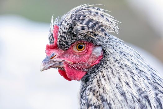 Profile portrait of speckled gray chicken with big topknot