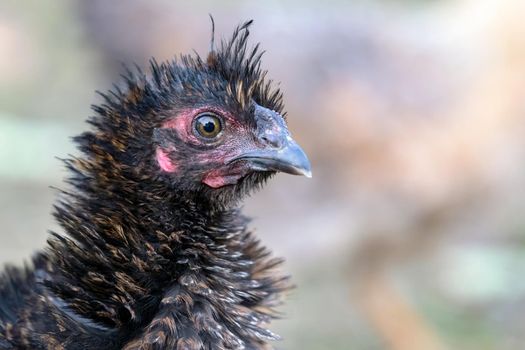 Portrait of bristling black hen on the nice blur background